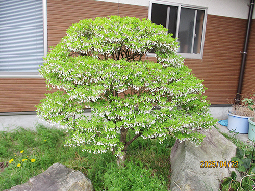 中庭のドウダンツツジ