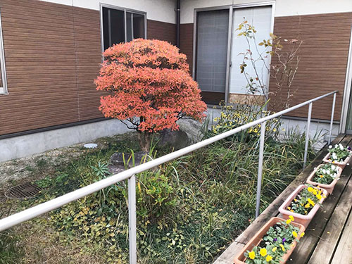 中庭のドウダンツツジ